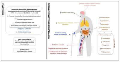 Role of Probiotics, Prebiotics, and Synbiotics in the Elderly: Insights Into Their Applications